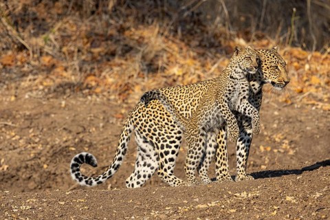 Leopard (Panthera pardus) female with 4 month old cub Zambia