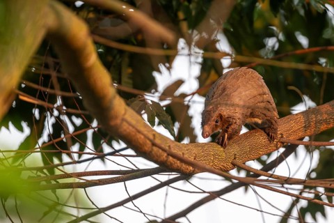 Pangolin climbing a tree, white-bellied pangolin (Phataginus tricuspis, Manis tricuspis), Western