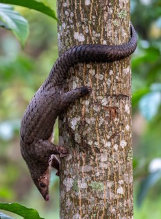 Pangolin climbing a tree, white-bellied pangolin (Phataginus tricuspis, Manis tricuspis), Western