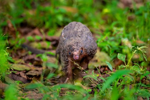 Pangolin on the ground, white-bellied pangolin (Phataginus tricuspis, Manis tricuspis), Western