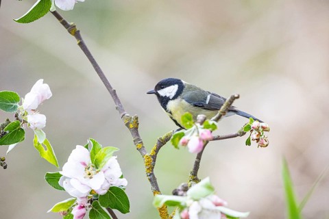 Great tit (Parus major) Germany