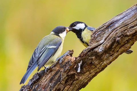 Great tit (Parus major) adult bird feeds young Germany