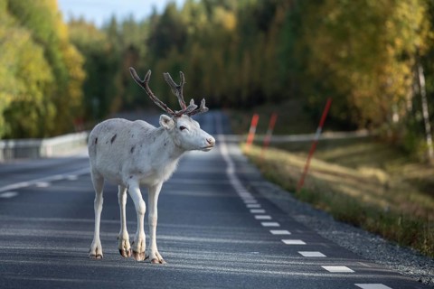 White reindeer on the street in Sweden, Lapland in autumn