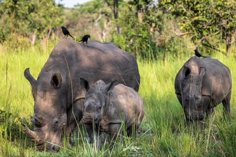 Southern white rhino (Ceratotherium simum simum) with juvenile, Ziwa Rhino Sanctuary, Uganda