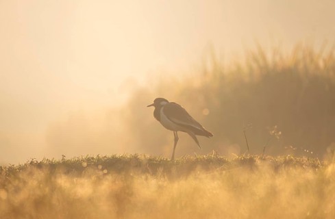 A white-breasted waterhen (Amaurornis phoenicurus) in the grass during a misty sunrise, Gazipur,