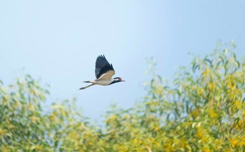 A white-breasted waterhen (Amaurornis phoenicurus) in flight, Gazipur, Bangladesh