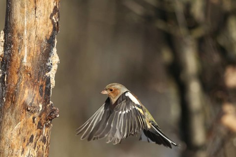 Chaffinch (Fringilla coelebs) male in flight, approach to forage wood, winter feeding, Allgäu,