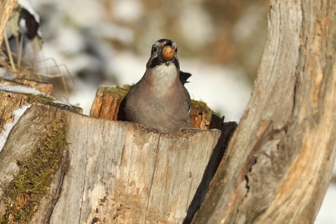 Eurasian Jay (Garrulus glandarius) with acorn (Quercus) in its beak, feeding in the forest during