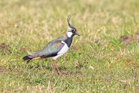 Lapwing (Vanellus vanellus), gorgeous dress, looking for food in a swampy meadow, wildlife,
