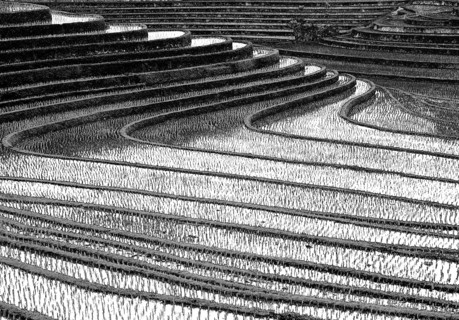 Terrace rice paddies north of Antosari, Bali, Indonesia