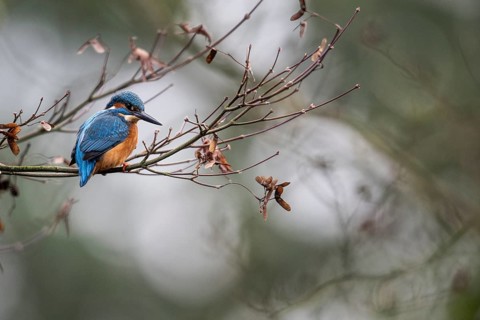 Kingfisher (Alcedo atthis), Emsland, Lower Saxony, Germany