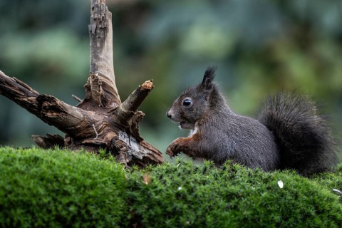 Squirrel (Sciurus vulgaris), Emsland, Lower Saxony, Germany