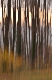 Forest in November, abstracted, blurring, autumn, Germany