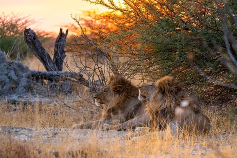 Sunset, two maned lions, siblings lying in the grass, lion (Panthera Leo), savuti, Chobe National