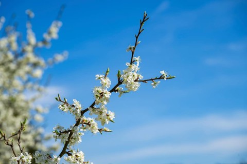 Blackthorn (Prunus spinosa) Blossoms flowering in spring, Bavaria, Germany, Europe, Helena,