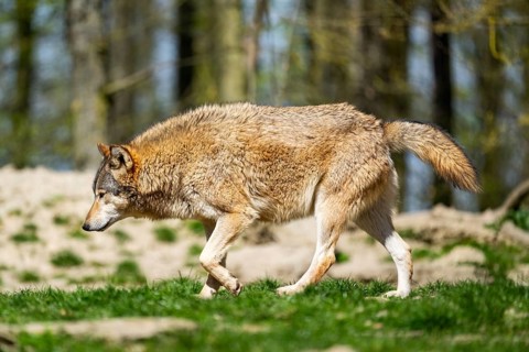Eastern wolf (Canis lupus lycaon) walking on a meadow, Bavaria, Germany