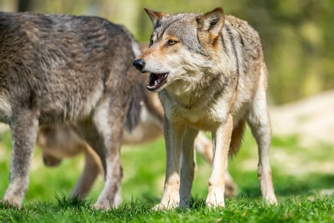 Eastern wolf (Canis lupus lycaon) standing on a meadow, Bavaria, Germany