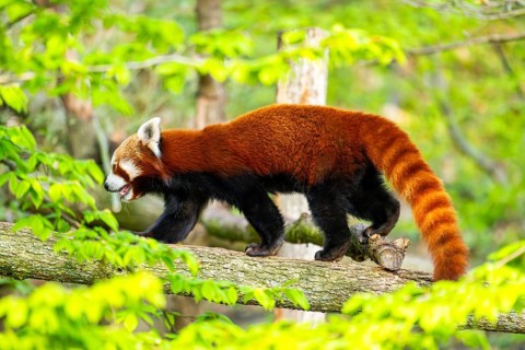 Red panda (Ailurus fulgens) walking on a tree, Germany