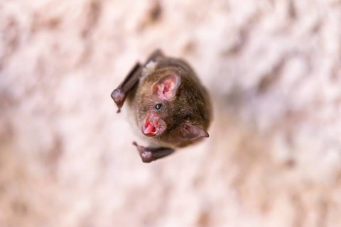 Lesser mouse-eared myotis (Myotis blythii) bat hanging on a wall, Bavaria, Germany