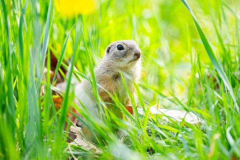 European ground squirrel (Spermophilus citellus) on a meadow, Bavaria, Germany