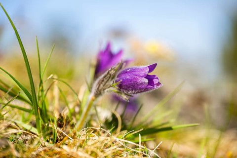Pasque flower (Pulsatilla vulgaris), blooming, sunset, Bavaria, Germany