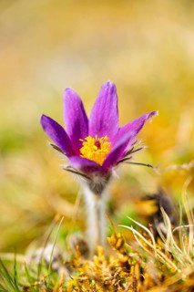 Pasque flower (Pulsatilla vulgaris), blooming, sunset, Bavaria, Germany