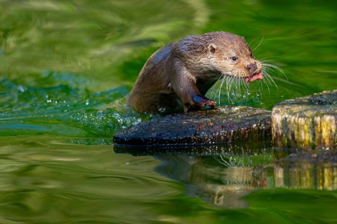 Eurasian otter (Lutra lutra) on a tree trunk in the water of a little lake, Bavaria, Germany