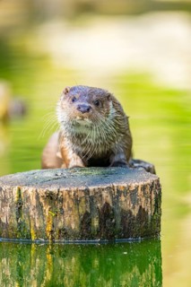 Eurasian otter (Lutra lutra) on a tree trunk in the water of a little lake, Bavaria, Germany