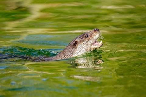 Eurasian otter (Lutra lutra) swimming in the water of a little lake, Bavaria, Germany