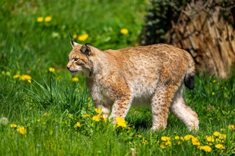 Eurasian lynx (Lynx lynx), walking on a meadow, Bavaria, Germany
