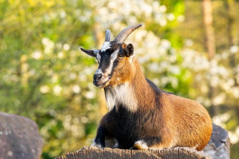 Domestic goat (Capra hircus) lying on a rock, Bavaria, Germany