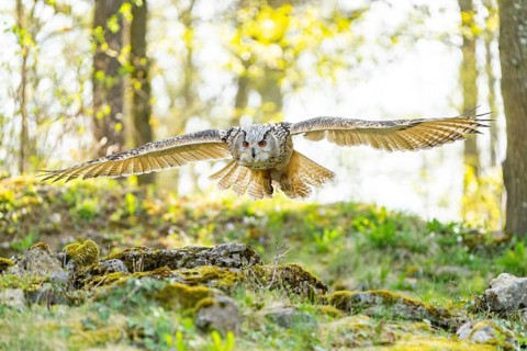 Eurasian eagle-owl (Bubo bubo) landing, captive, Bavaria, Germany