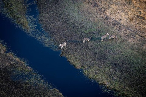 Steppe zebras (Equus quagga) drinking by the river, aerial view, Okavango Delta, Botswana
