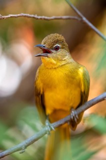 Yellow-bellied Greenbul (Chlorocichla flaviventris), Yellow-bellied Greenbul, Zambezi Region,