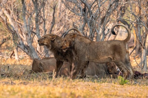 Lion pack with kill, lion (Panthera Leo) eats buffalo, savanna, Moremi Game Reserve, Botswana