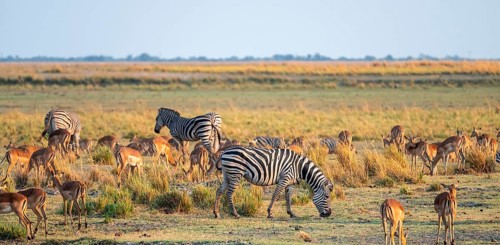 Impalas and steppe zebras (Equus quagga), atmospheric lighting, Ihaha, Chobe National Park National
