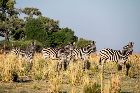 Herd of Steppe Zebras (Equus quagga), Ambient Light, Ihaha, Chobe National Park National Park,