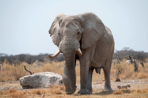 African elephant (Loxodonta africana), Nxai Pan National Park, Botswana