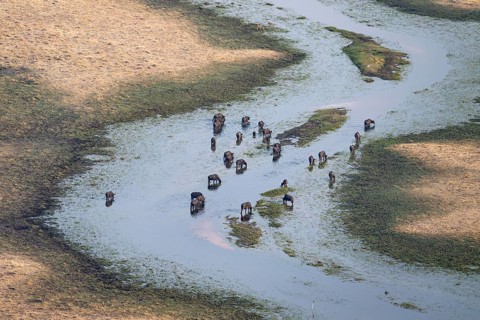 Kaffir buffalo (Syncerus caffer caffer), flock drinking in the river, aerial view, Okavango Delta,