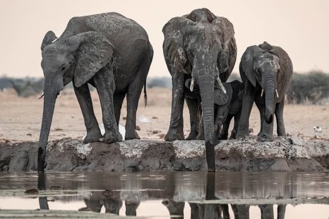 Animal family with baby elephant, African elephants (Loxodonta africana), drinking at the