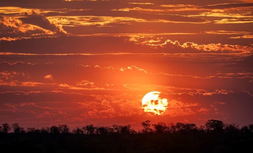 Impressive sunset over the African savanna, silhouette of the horizon with trees in front of the