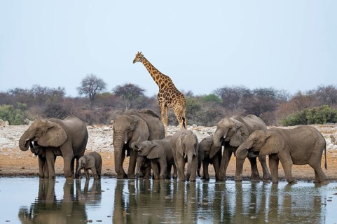 African elephant (Loxodonta africana) drinking at a watering hole, Etosha National Park, Namibia