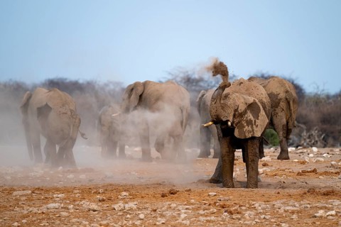 African elephant (Loxodonta africana), taking a mud bath and dusting, Etosha National Park, Namibia