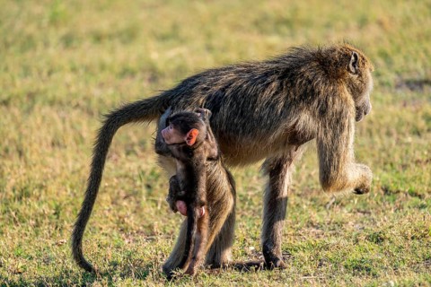 Young animal playing with mother, bear baboons (Papio ursinus), Ihaha, Chobe National Park National