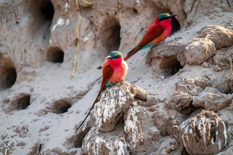Breeding caves on the banks of the Kwando, Southern carmine bee-eater (Merops nubicoides),