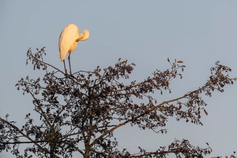 Great Egret (Ardea alba), Emsland, Lower Saxony, Germany