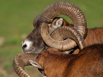 Two grouches have wedged their horns, North Rhine-Westphalia, Germany