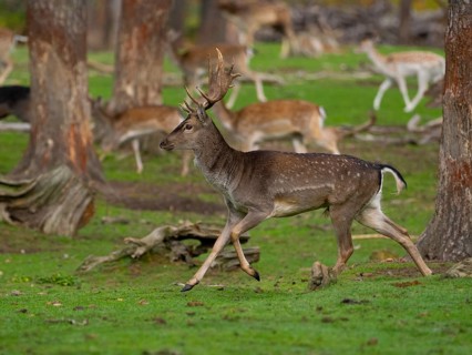 Young fallow deer running, North Rhine-Westphalia, Germany