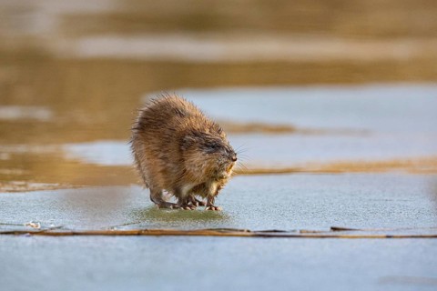 Muskrat (Ondatra zibethicus) walks across the ice on frozen lake Germany