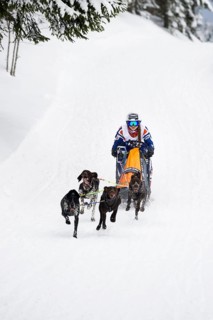 Sled dog racing, Todtmoos, Black Forest, Baden-Württemberg, Germany